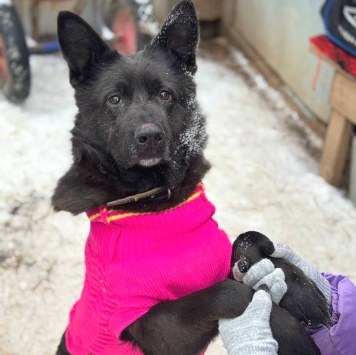 Собаки в добрые руки - Графиня - 4