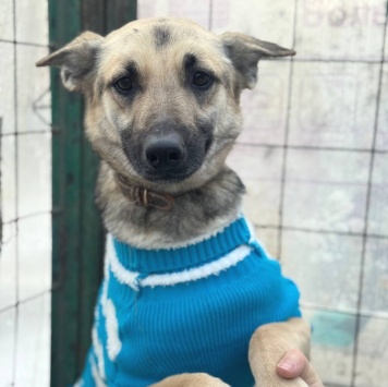 Собаки в добрые руки - Сева