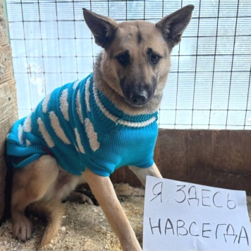 Собаки в добрые руки - Сева - 1