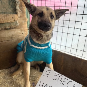 Собаки в добрые руки - Сева - 2