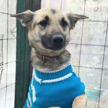 Собаки в добрые руки - Сева - 3