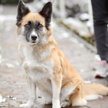 Собаки в добрые руки - Николь