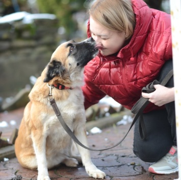 Собаки в добрые руки - Николь - 1