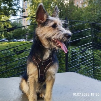 Собаки в добрые руки - Тася