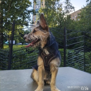 Собаки в добрые руки - Тася - 1