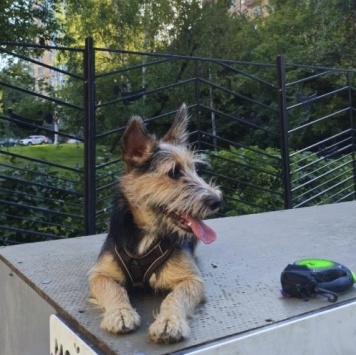 Собаки в добрые руки - Тася - 2