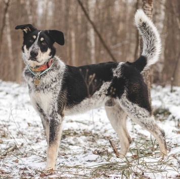Любимчик - Собаки в добрые руки