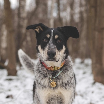 Собаки в добрые руки - Любимчик - 1