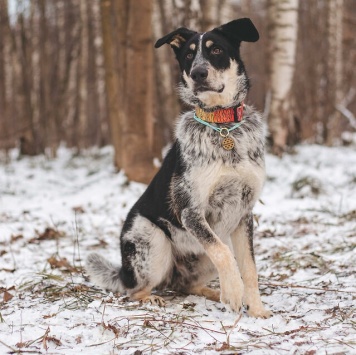 Собаки в добрые руки - Любимчик - 2