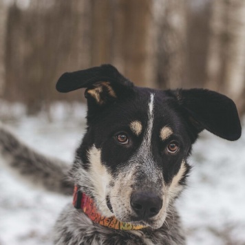 Собаки в добрые руки - Любимчик - 3