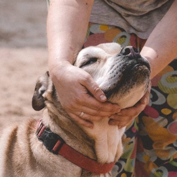 Собаки в добрые руки - Зефир - 1