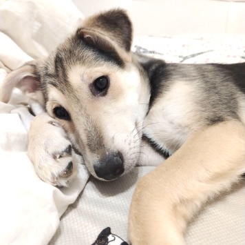 Тома - Собаки в добрые руки