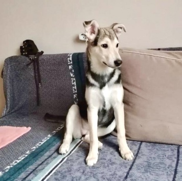 Собаки в добрые руки - Тома - 1