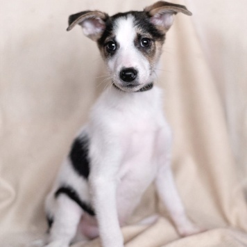 Собаки в добрые руки - Юкки