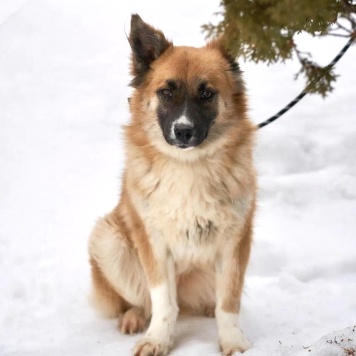 Собаки в добрые руки - Николь - 1