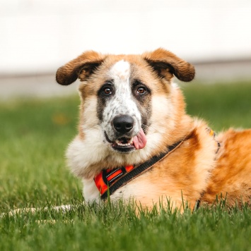 Собаки в добрые руки - Сапсан