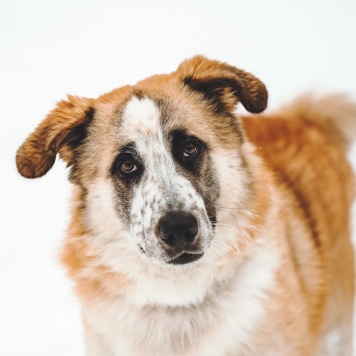 Собаки в добрые руки - Сапсан