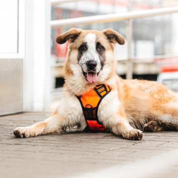 Собаки в добрые руки - Сапсан - 1