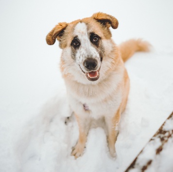 Собаки в добрые руки - Сапсан - 1