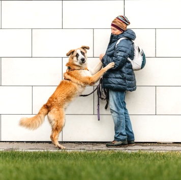 Собаки в добрые руки - Сапсан - 2