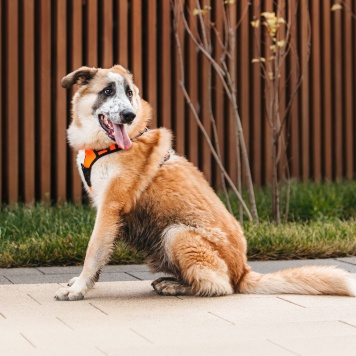 Собаки в добрые руки - Сапсан - 3