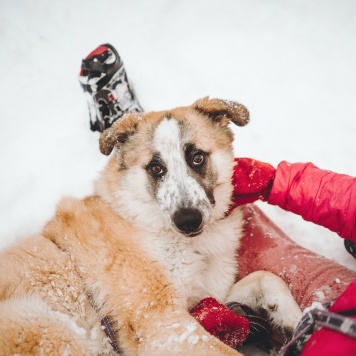 Собаки в добрые руки - Сапсан - 3
