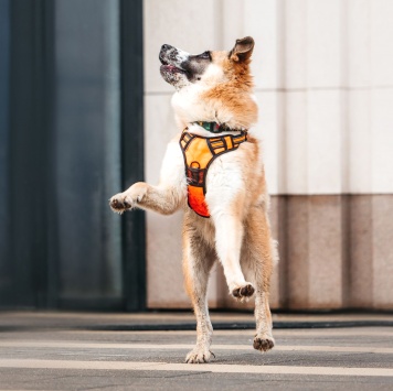Собаки в добрые руки - Сапсан - 4