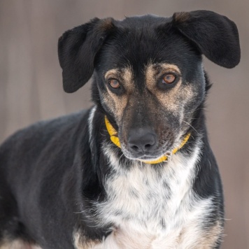 Собаки в добрые руки - Габи