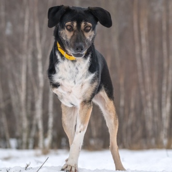 Собаки в добрые руки - Габи - 1