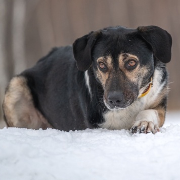 Собаки в добрые руки - Габи - 2