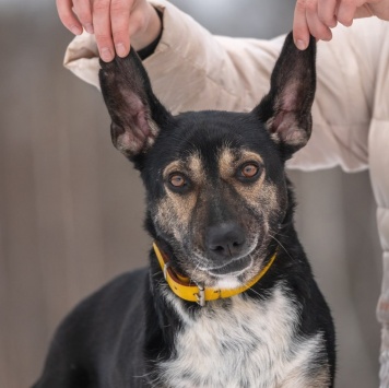 Собаки в добрые руки - Габи - 3