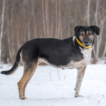 Собаки в добрые руки - Габи - 4