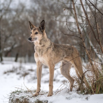 Собаки в добрые руки - Чук - 3