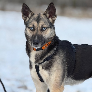 Собаки в добрые руки - Клюква