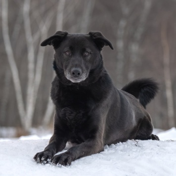 Собаки в добрые руки - Юми