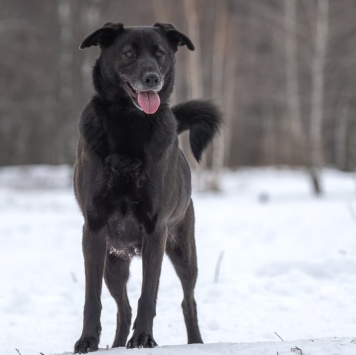 Собаки в добрые руки - Юми - 1