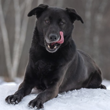 Собаки в добрые руки - Юми - 3