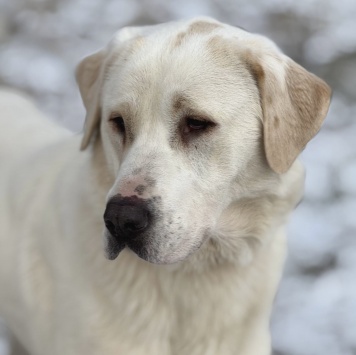 Собаки в добрые руки - Миранда