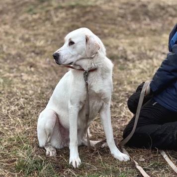 Собаки в добрые руки - Миранда - 2