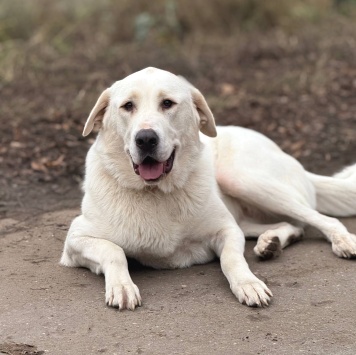 Собаки в добрые руки - Миранда - 3