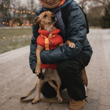 Собаки в добрые руки - Тея - 1