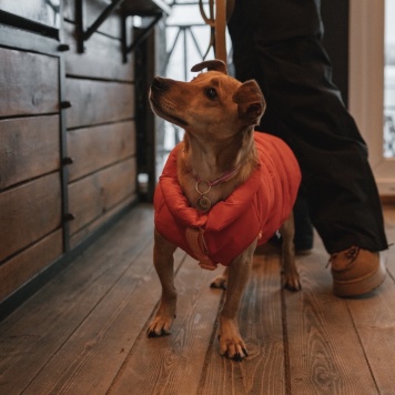 Собаки в добрые руки - Тея - 3