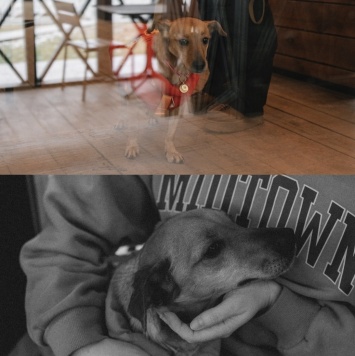 Собаки в добрые руки - Тея - 4