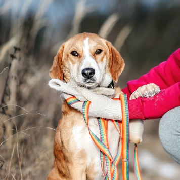 Собаки в добрые руки - Савита