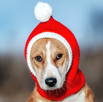 Собаки в добрые руки - Савита - 1