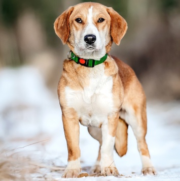 Собаки в добрые руки - Савита - 2