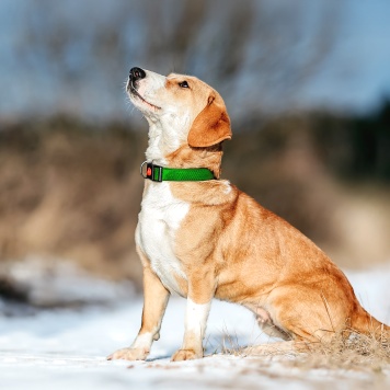 Собаки в добрые руки - Савита - 4