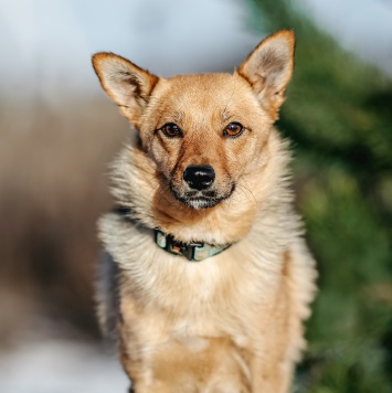 Собаки в добрые руки - Виша