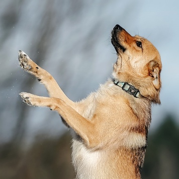 Собаки в добрые руки - Виша - 1