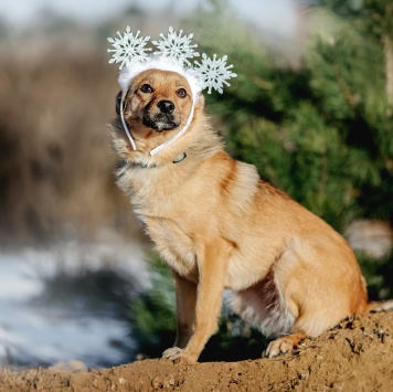 Собаки в добрые руки - Виша - 3